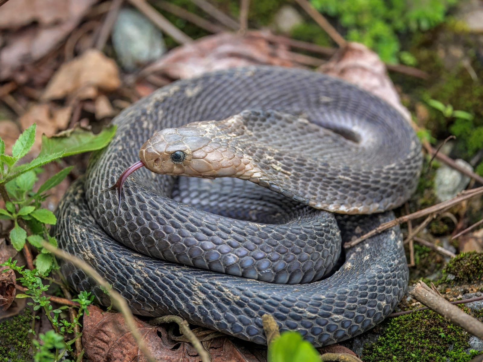 A king cobra captured in its natural habitat at Bach Ma National Park, showing the distinctive hooded reptile in detail.