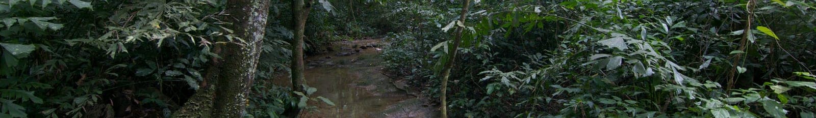 Lush limestone karst landscape with dense green forest and dramatic terrain characteristic of Cúc Phương National Park's wilderness