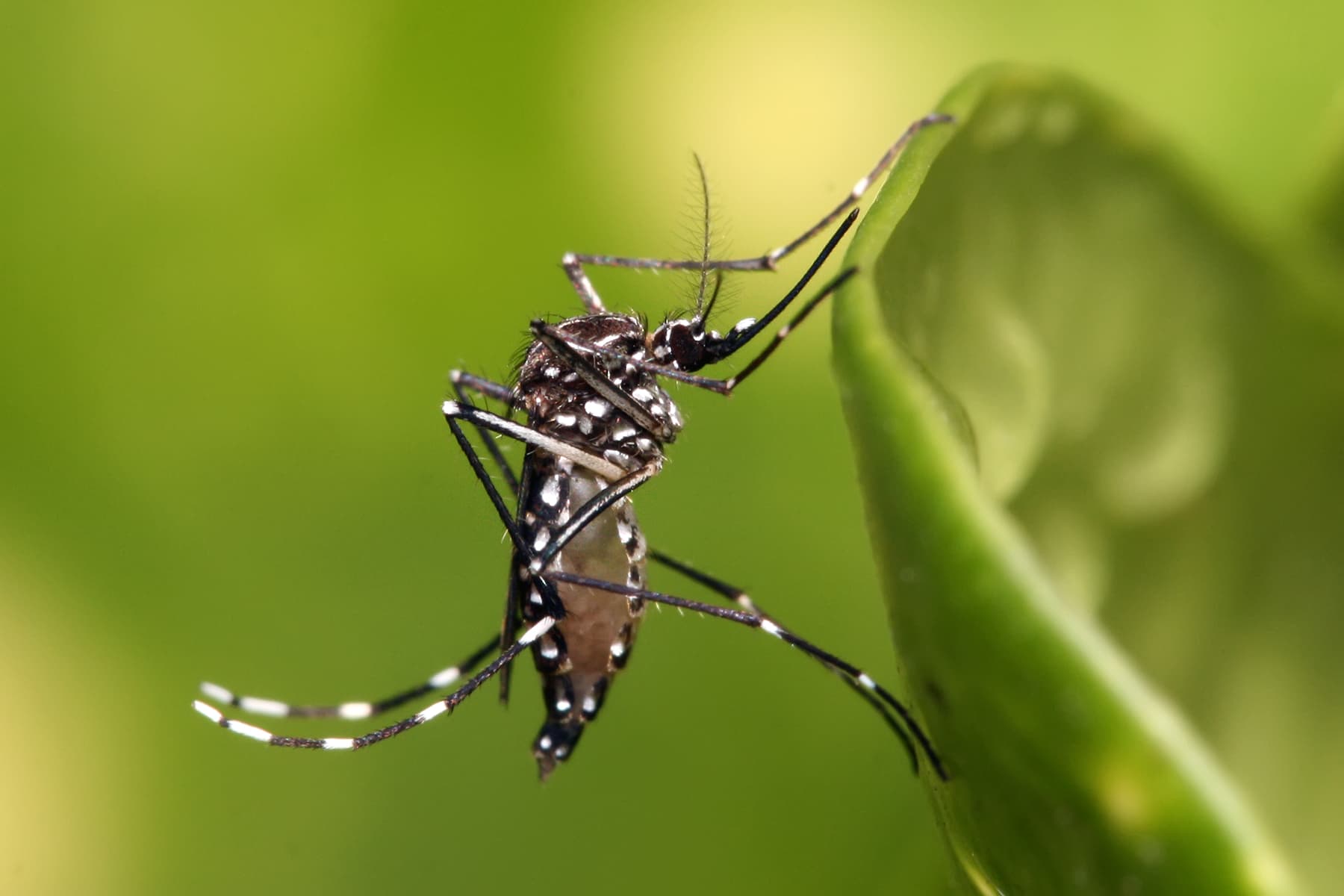 Close-up macro photograph of an Aedes aegypti mosquito, the primary vector for dengue fever transmission in Vietnam.