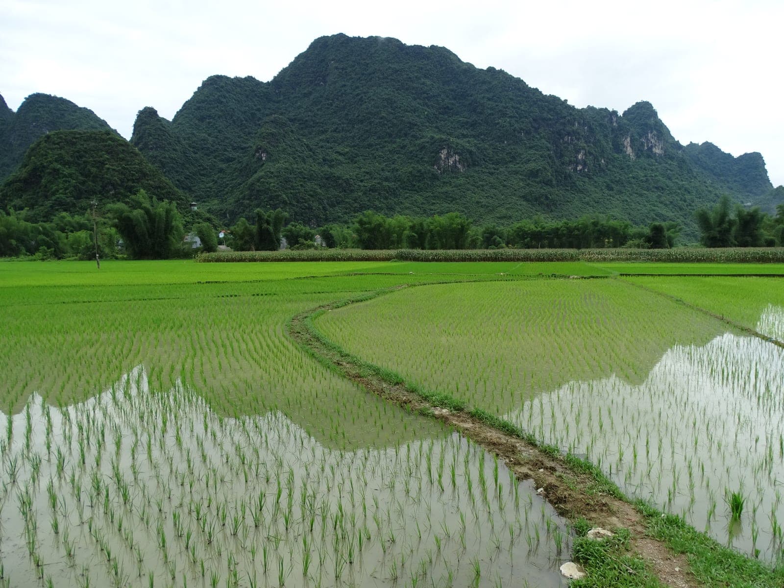 Dramatic limestone karst landscape with lush vegetation surrounding Nguom Ngao Cave in Cao Bang Province, Vietnam