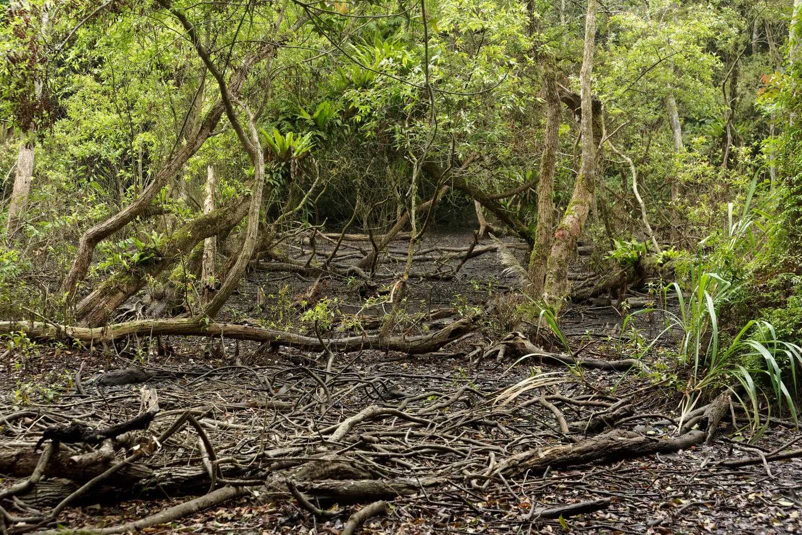 Ao Ech wetland surrounded by limestone karst formations and forest vegetation in Cát Bà National Park