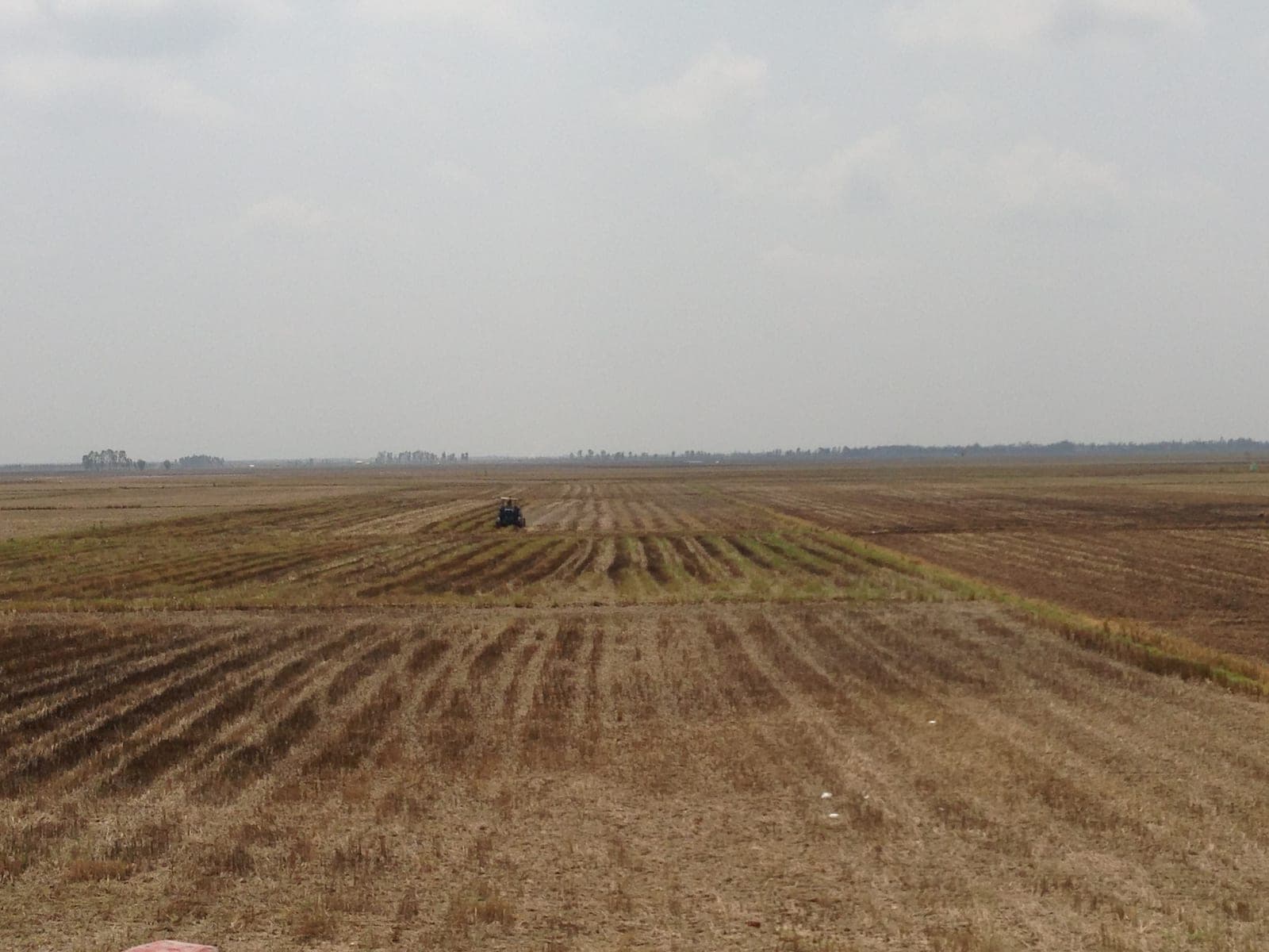 Expansive rice field landscape in Dong Thap province with flat horizon and agricultural patches under sky.