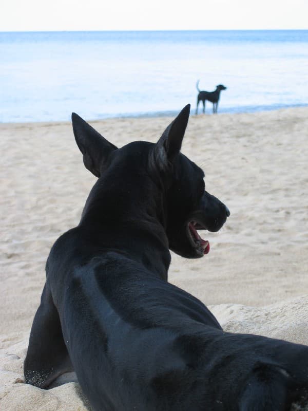 A Phu Quoc dog with distinctive short coat and pointed ears sitting outdoors in natural lighting