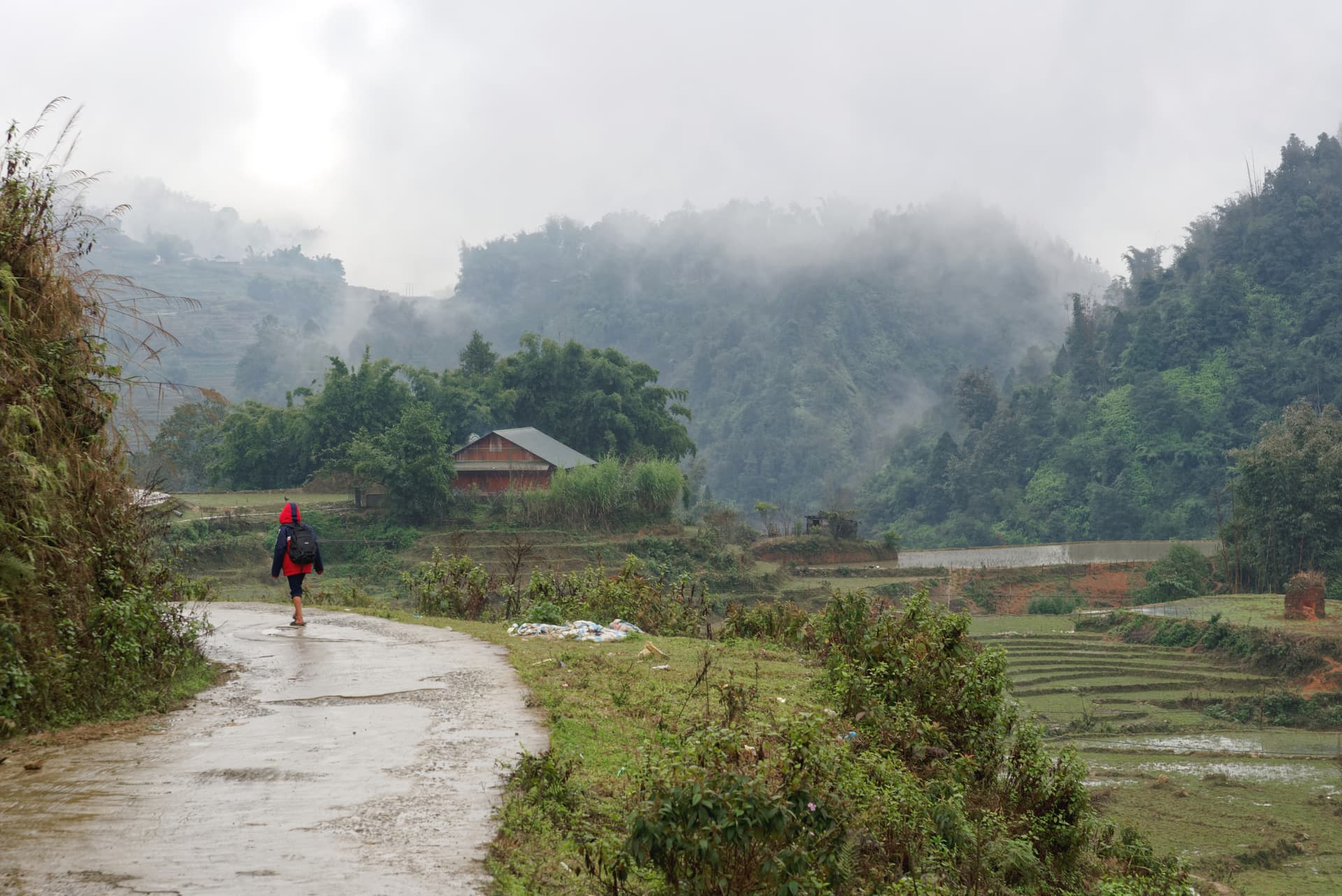 Road winding through terraced paddy fields in the mountains of Sa Pa, Vietnam, with lush green rice cultivation on rolling hillsides